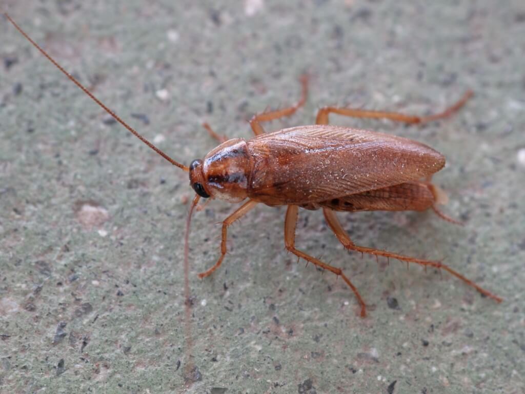 Local Sydney Cockroach Pest Control Specialists