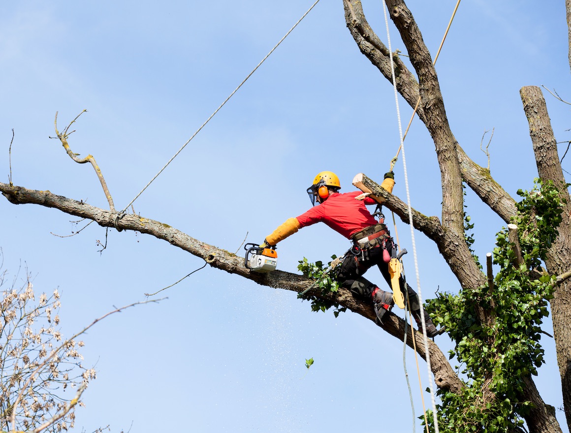 Tree Trimming Murfreesboro