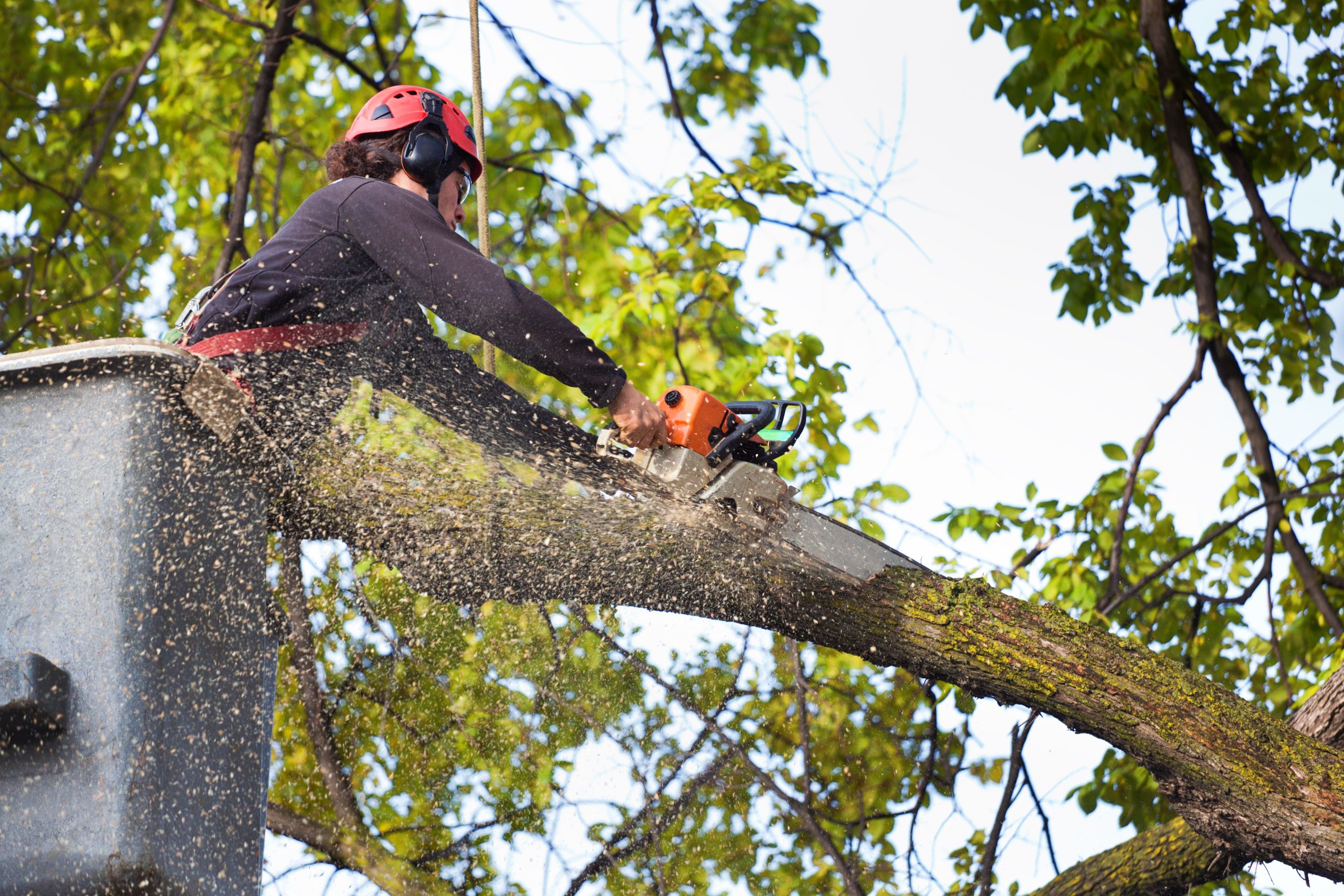 Cost Factors in Professional Tree Removal: What You Need to Know