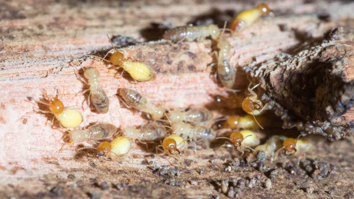 Eco-Friendly Termite Control: Safe Solutions for Your Property