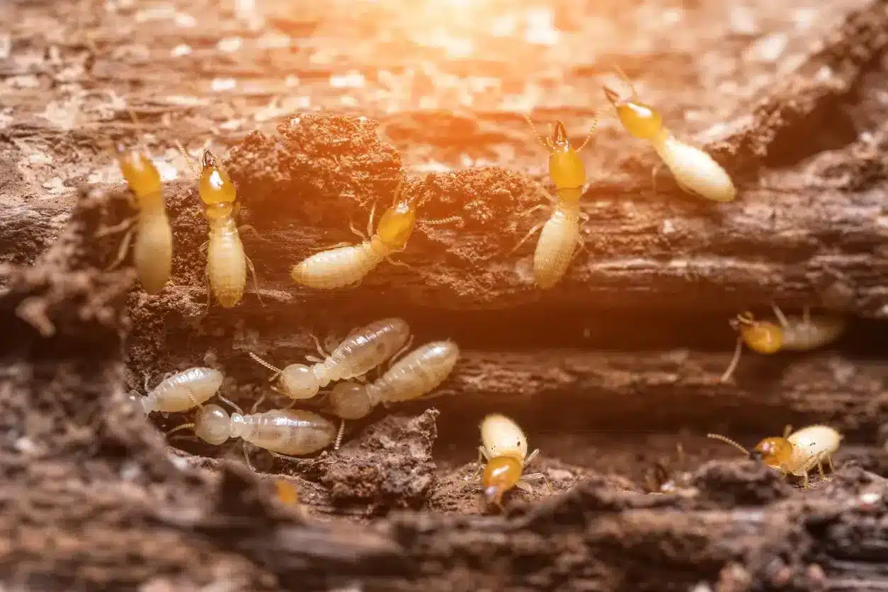 Eco-Friendly Termite Control: Safe Solutions for Your Property